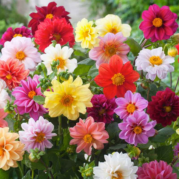 bulk dahlia seeds Bulk Dahlia Seeds - Unwins Bedding