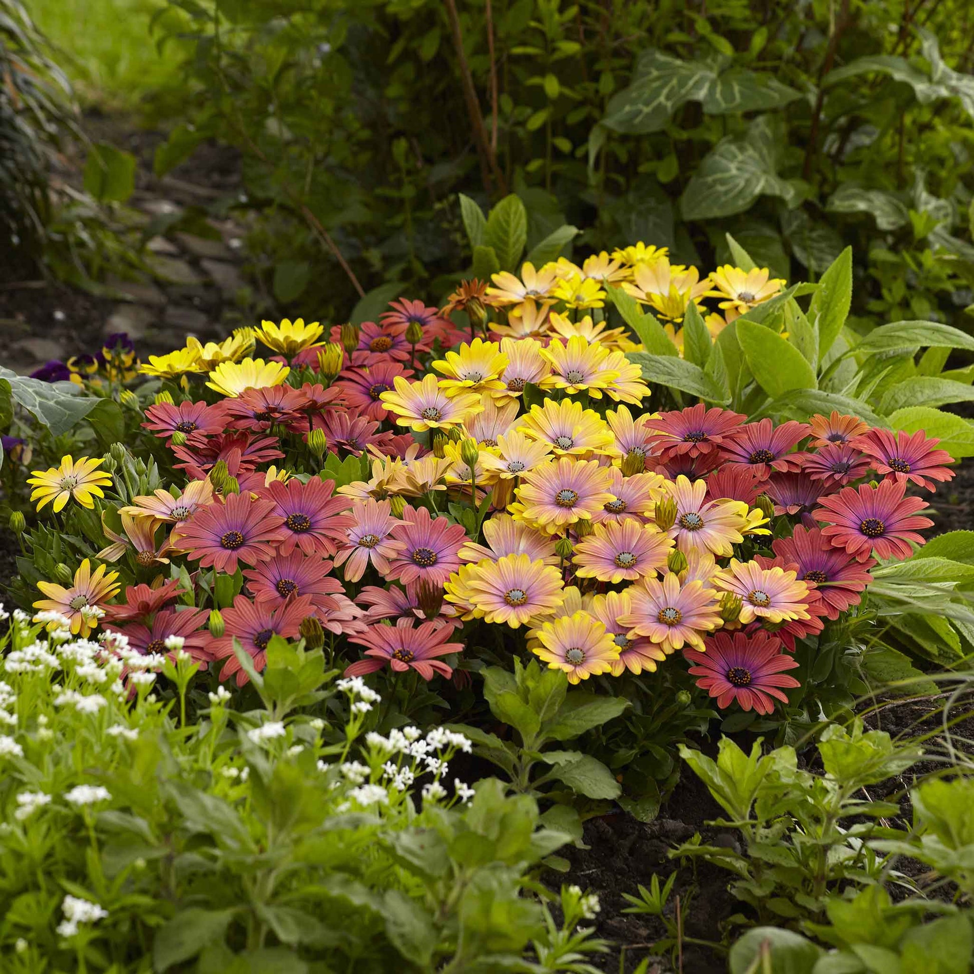 garden seeds hawaii Bulk Cape Daisy Seeds - Akila Hawaii Sunset Mix