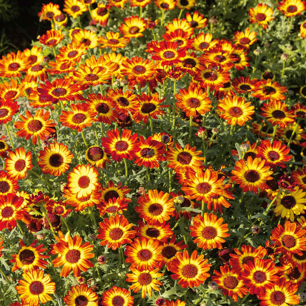 Bulk Daisy Seeds | Buy in Bulk & Save | Bulk Seed Store