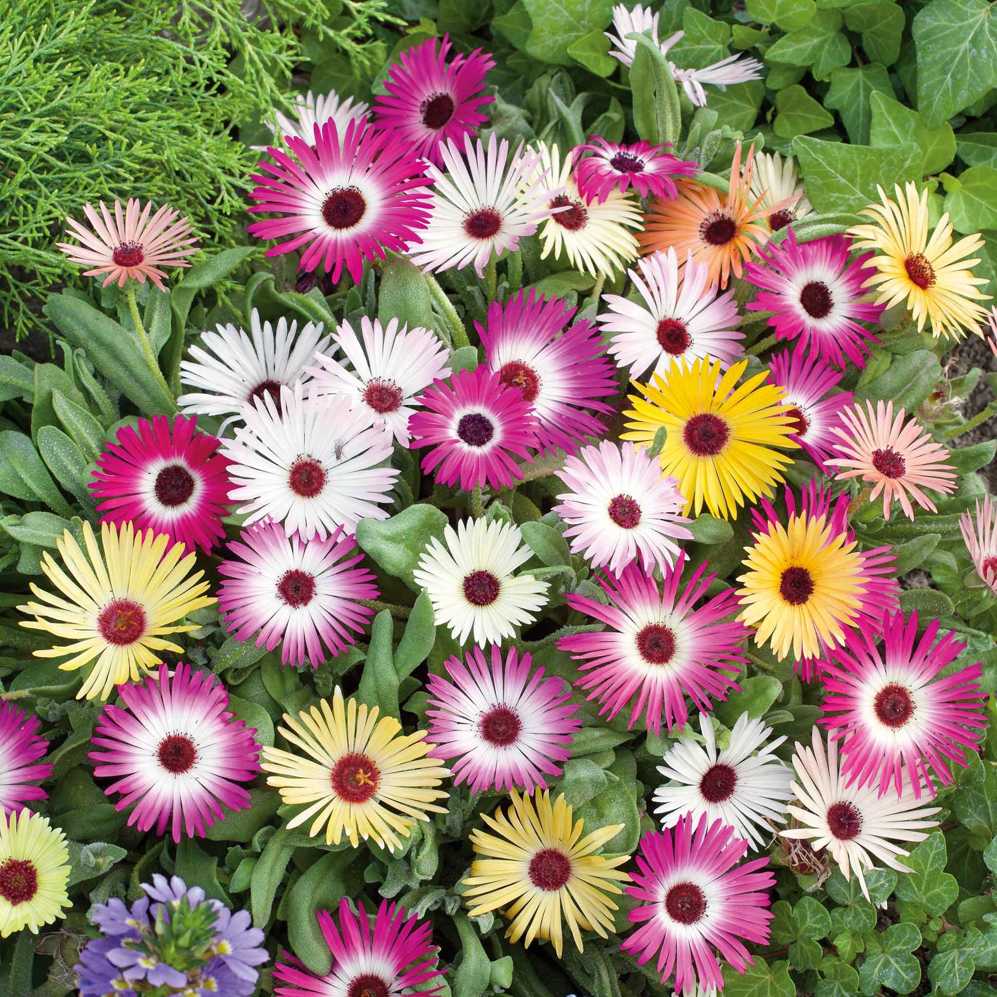 ice plant seeds bulk Bulk Daisy Seeds (Ice Plant) - Livingstone Mix