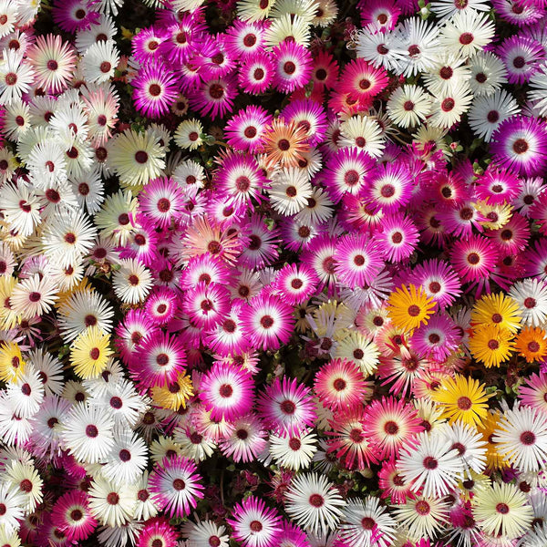 ※Daisy 51KaHmdr-sL._AC_UY300_.jpg