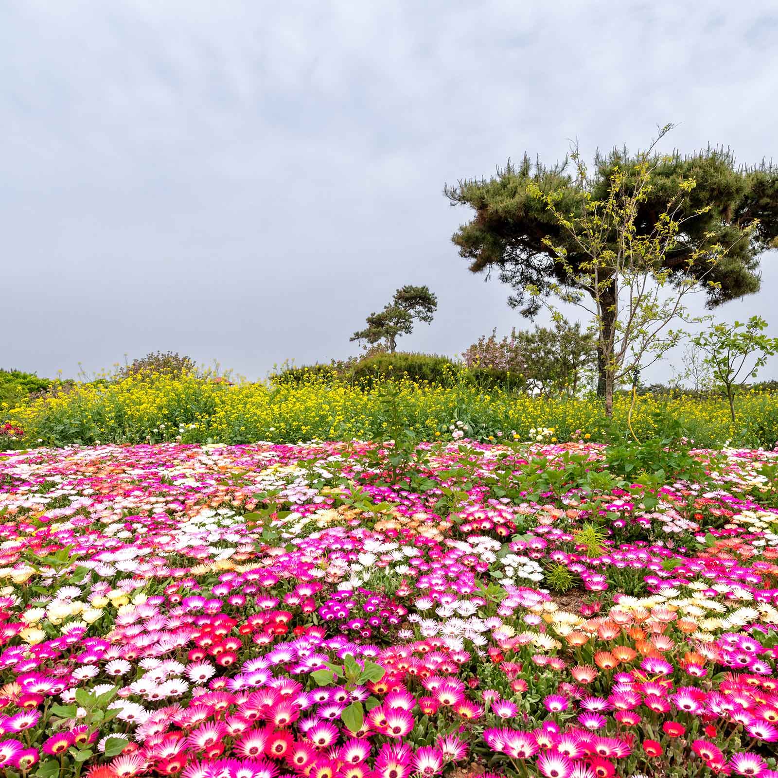 ice plant seeds bulk Bulk Daisy Seeds (Ice Plant) - Livingstone Mix