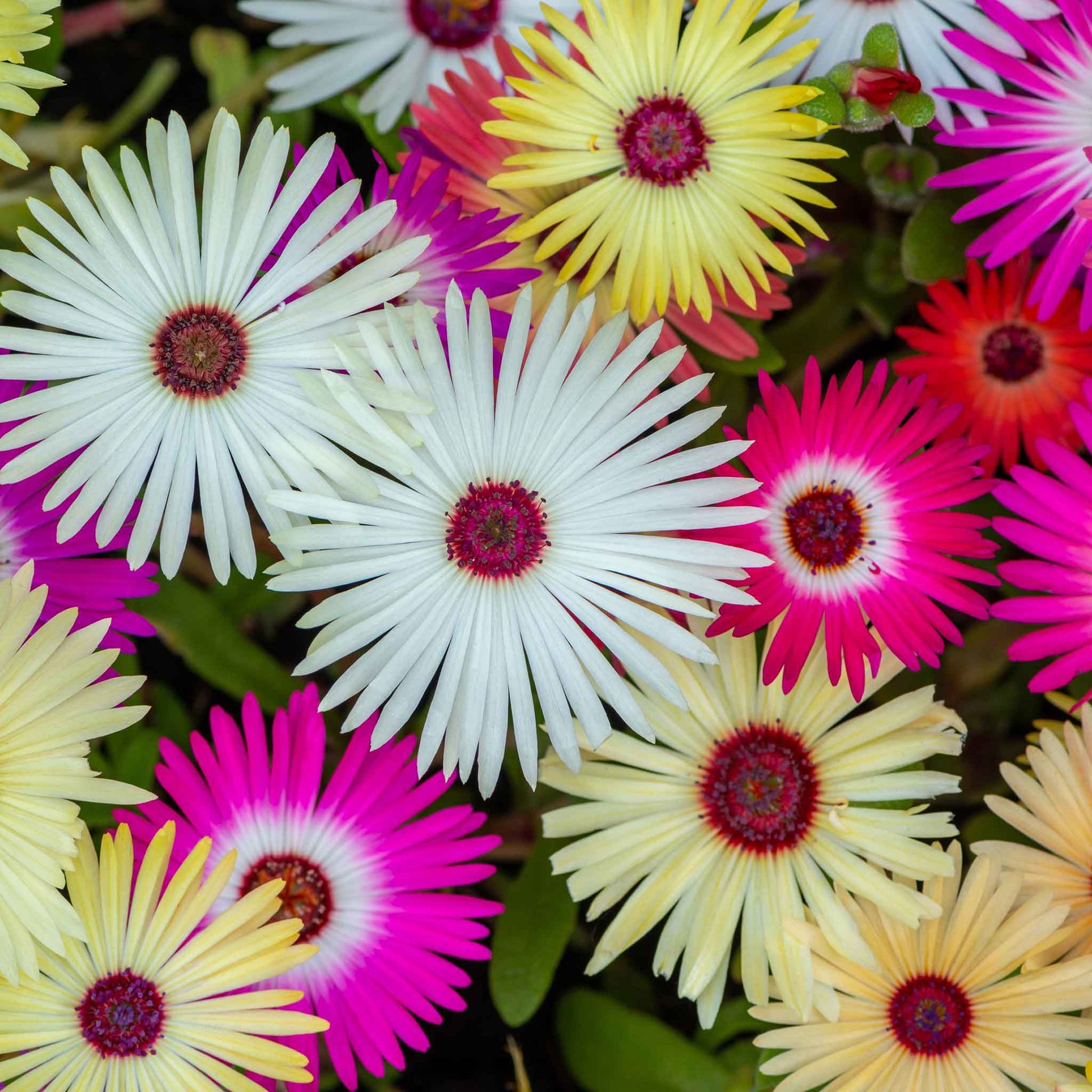 ice plant seeds bulk Bulk Daisy Seeds (Ice Plant) - Livingstone Mix