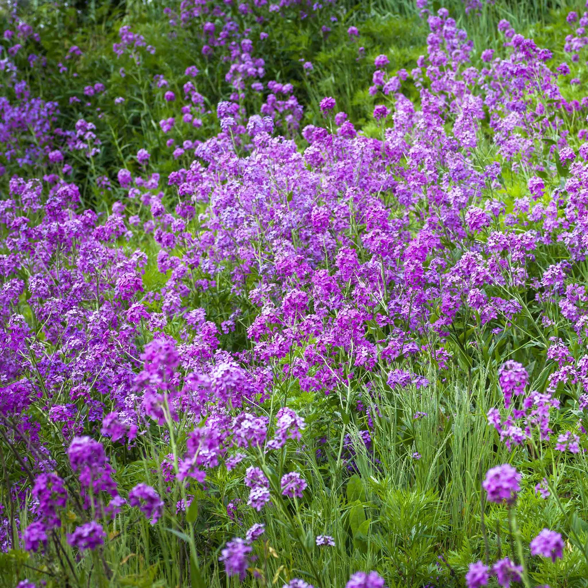 flower rocket seed disc Bulk Dames Rocket Seeds - Violet
