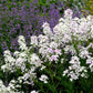 dames rocket white