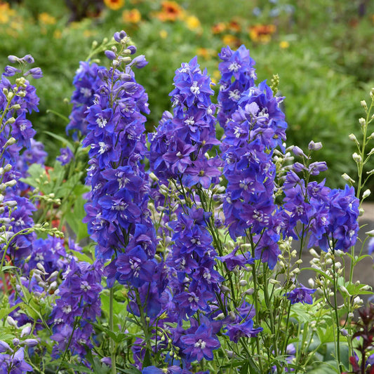 delphinium desante blue