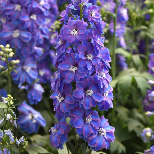 delphinium guardian blue