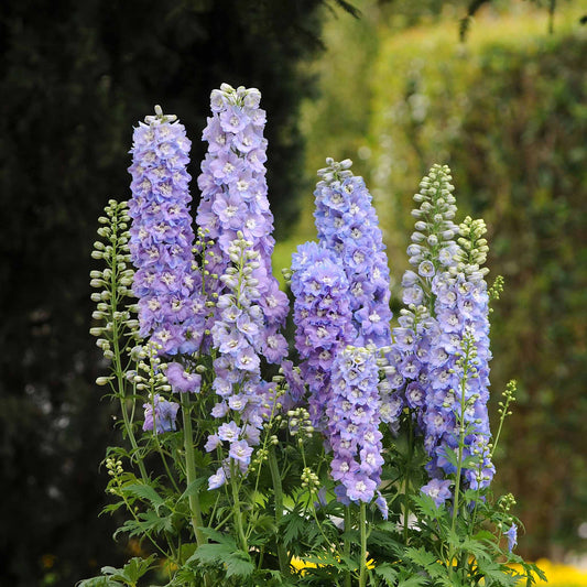 delphinium guardian lavender