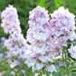 delphinium magic fountains cherry blossom white bee