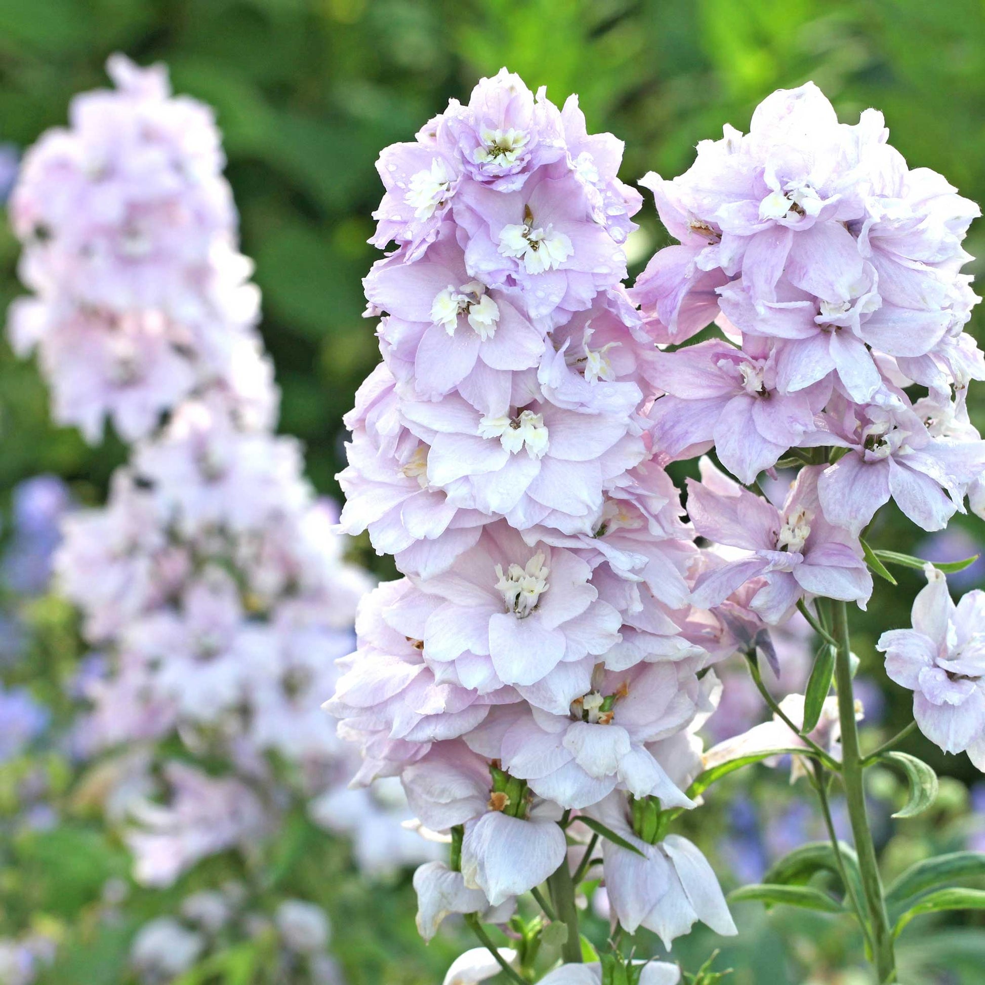 delphinium magic fountains cherry blossom white bee