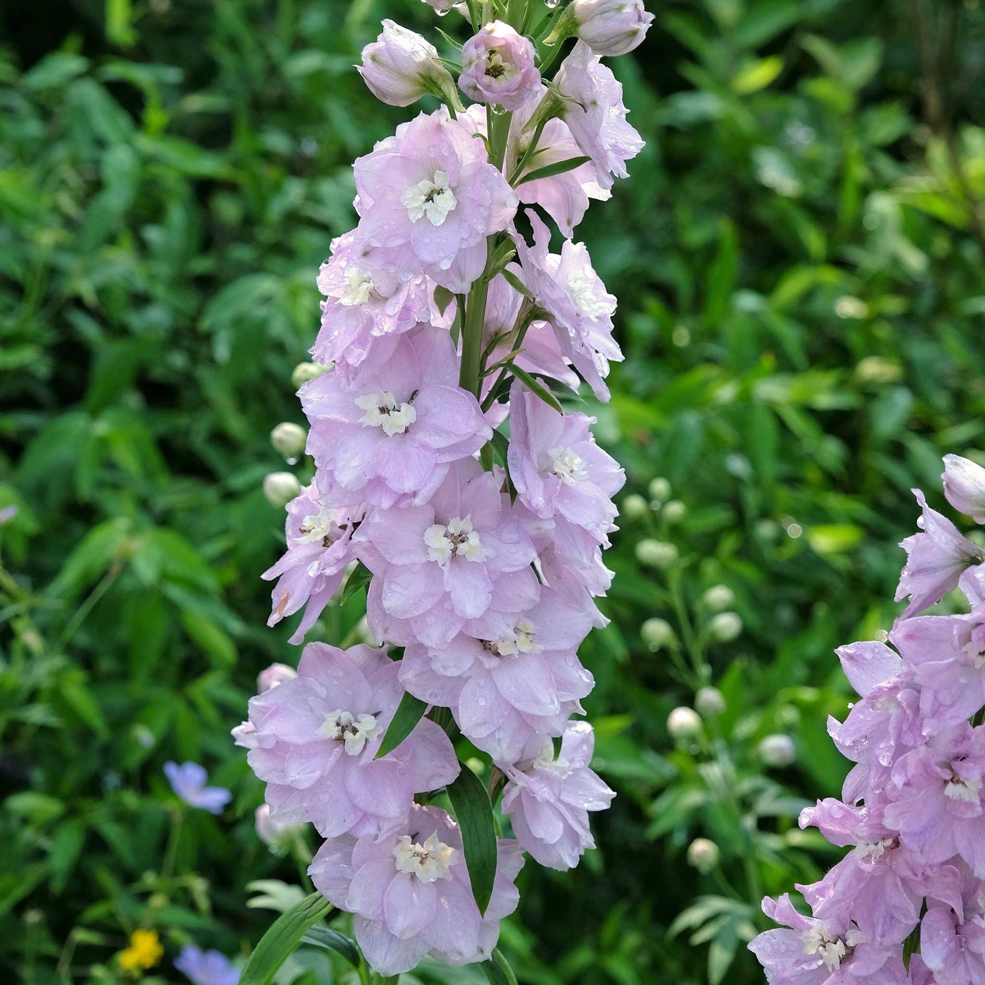 delphinium magic fountains cherry blossom white bee