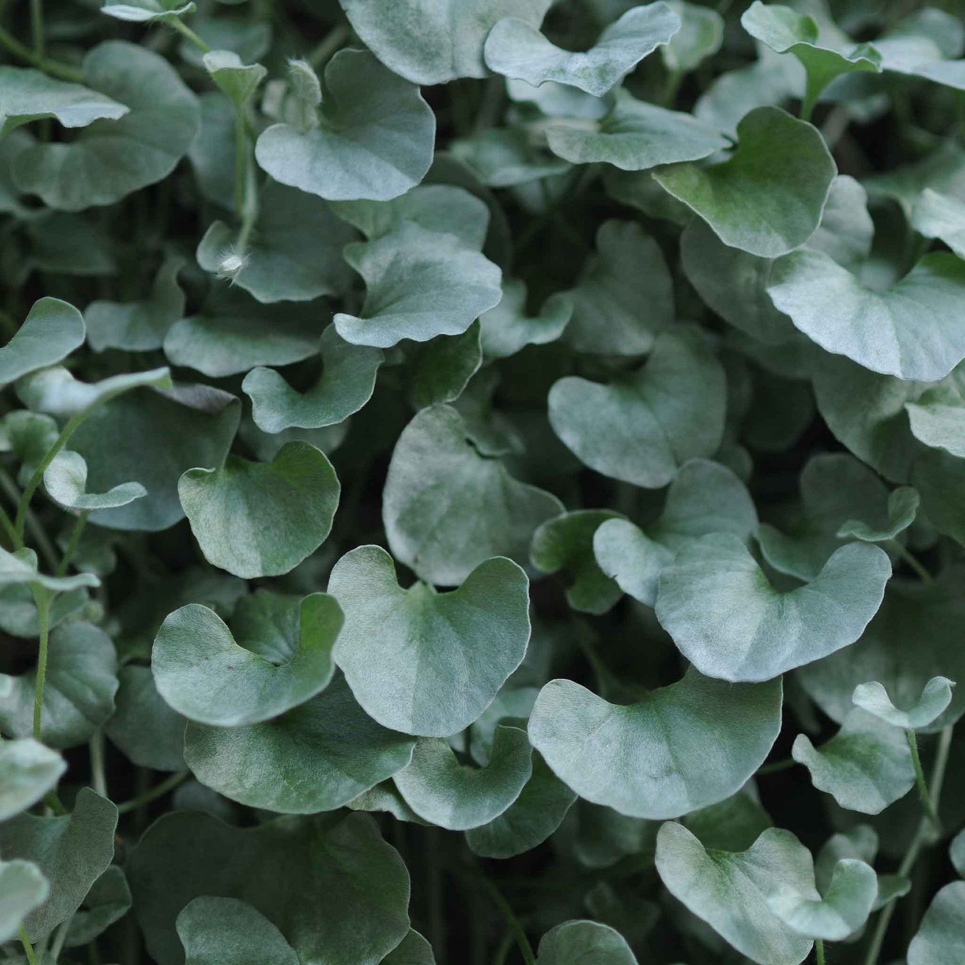 dichondra silver falls