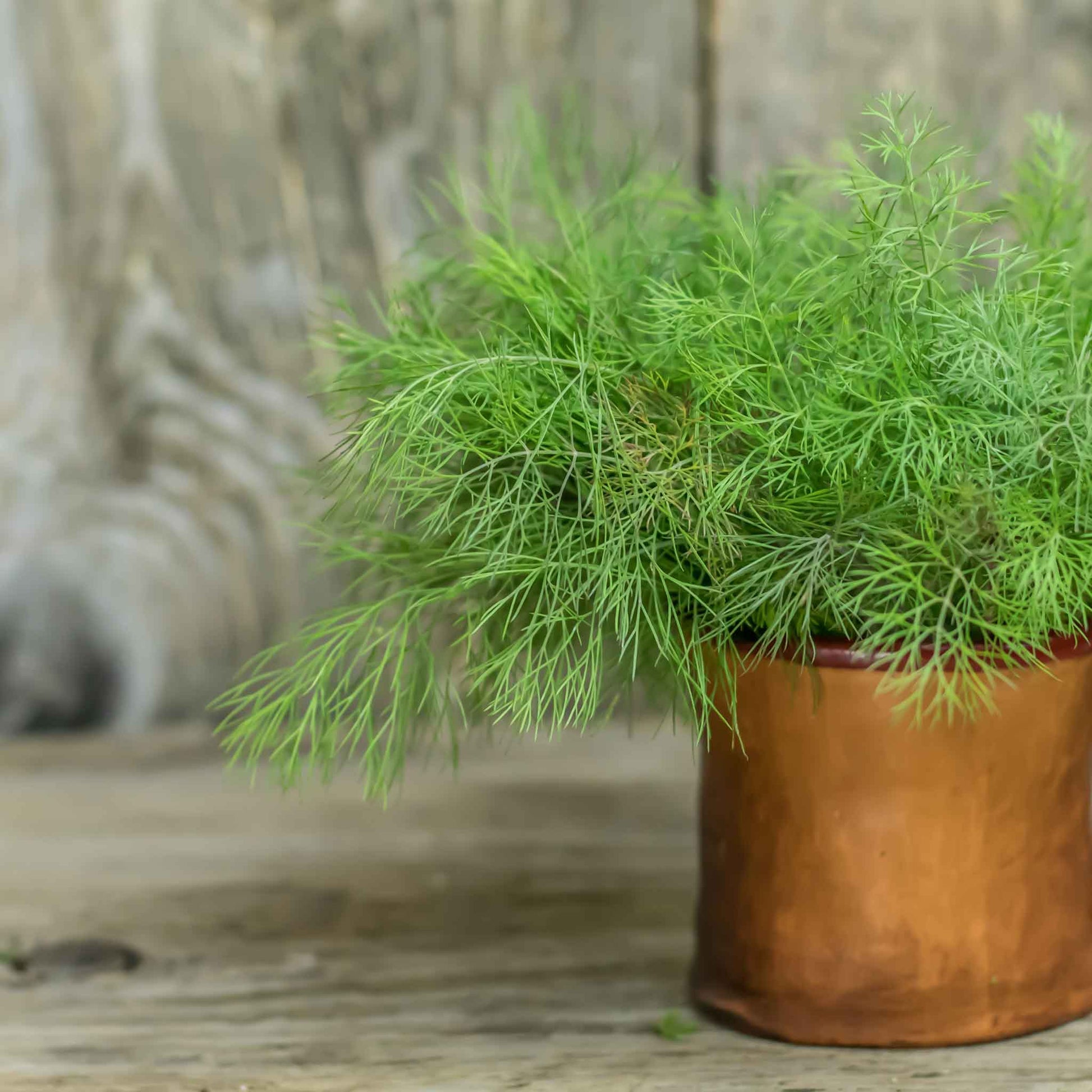 potted dill plant Dill Seeds - Compatto | Herb Seeds in Bulk