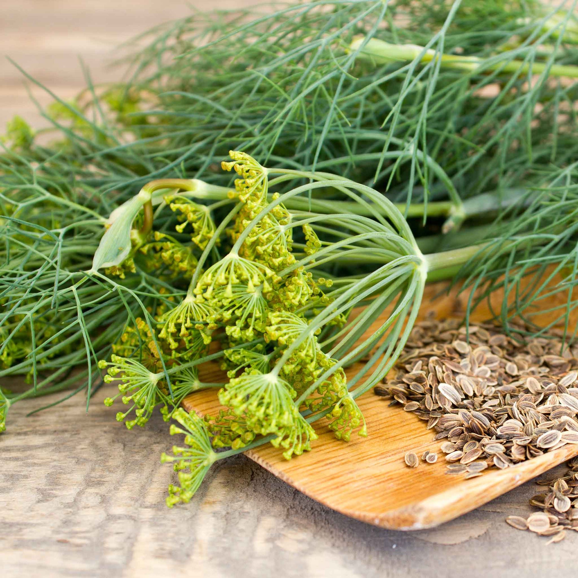 where to buy dill seed for planting Bulk Dill Seeds - Dukat