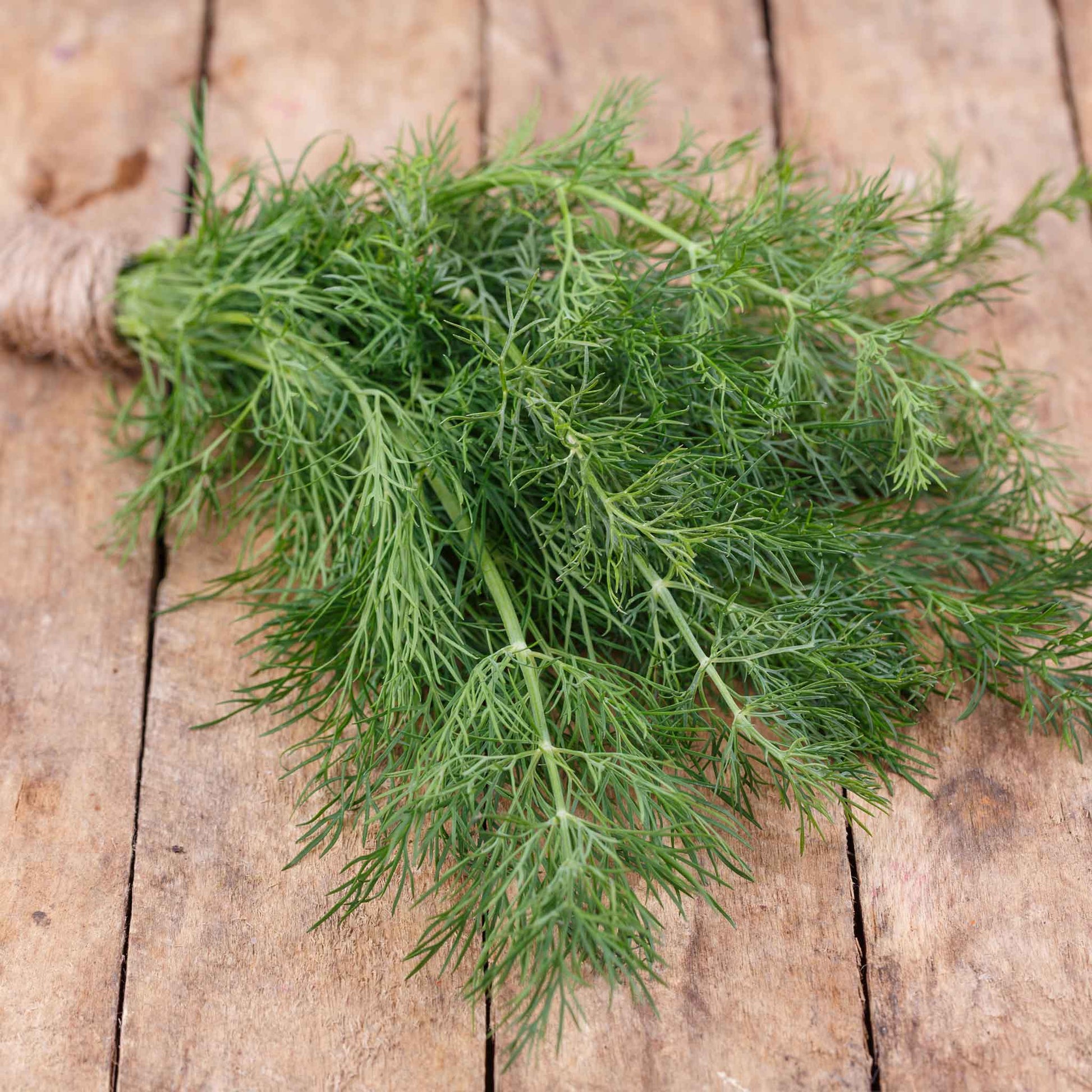 bulk dill seed for planting Bulk Dill Seeds - Elephant