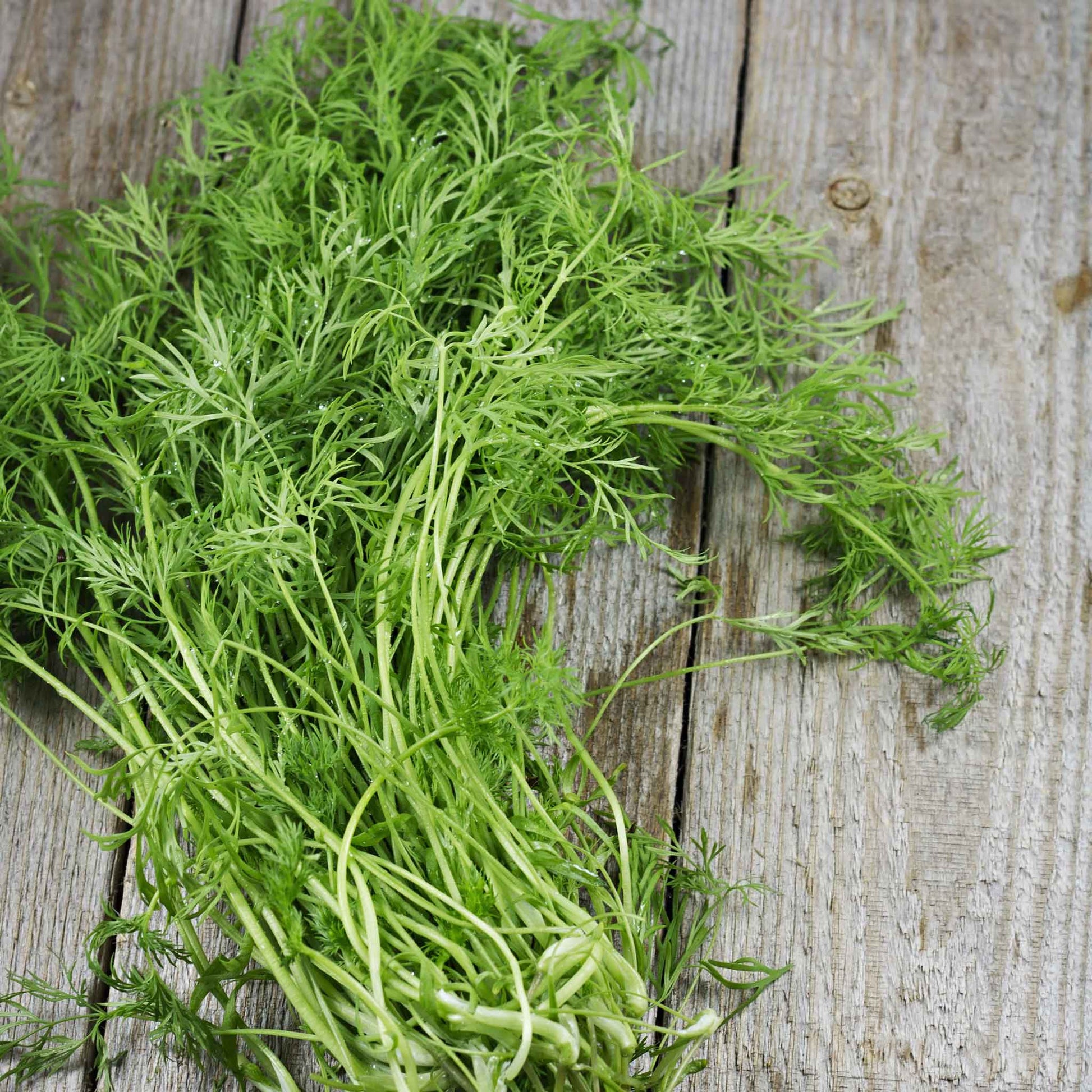 bulk dill seed for planting Bulk Dill Seeds (Organic)