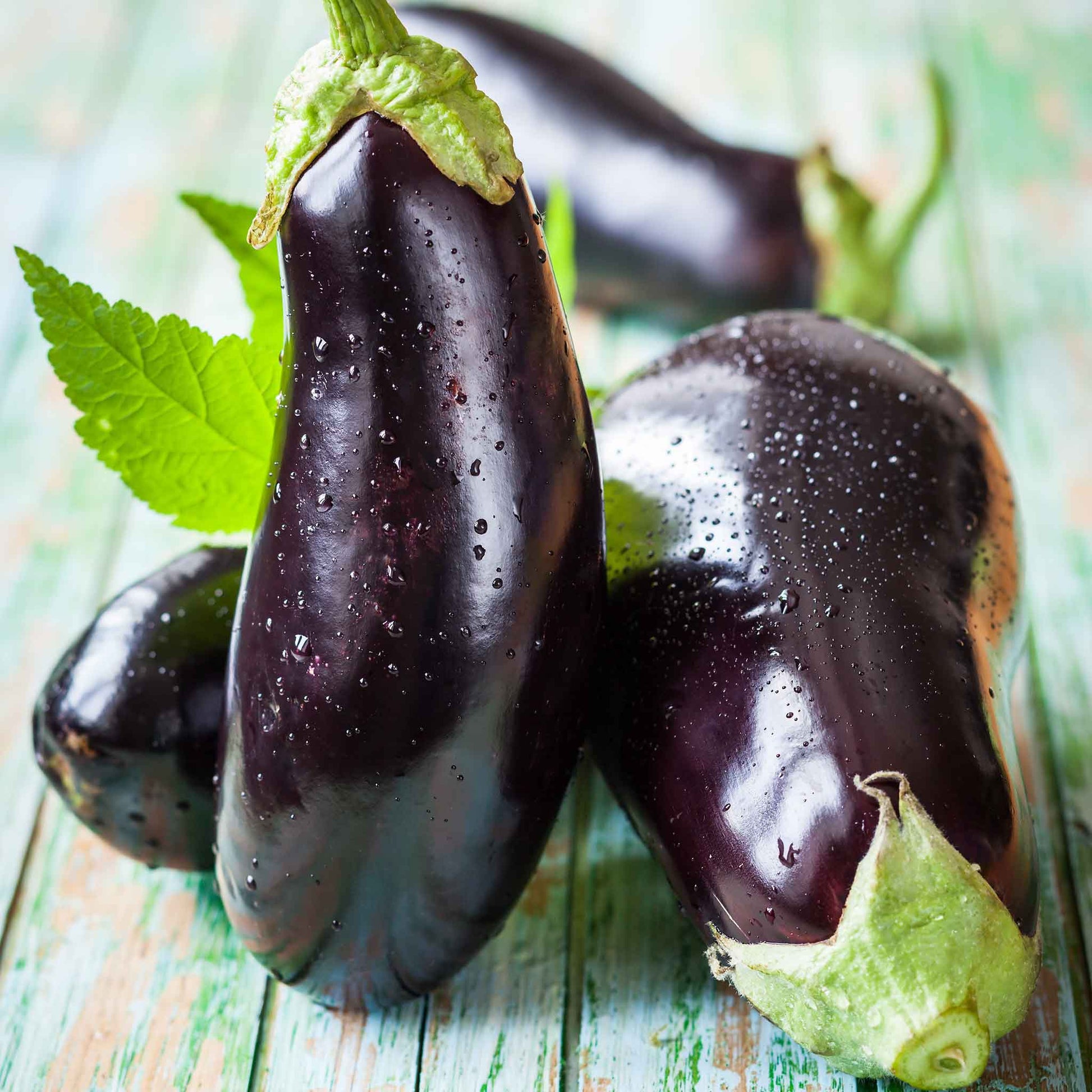 egg plant seed Bulk Eggplant Seeds - Black Beauty
