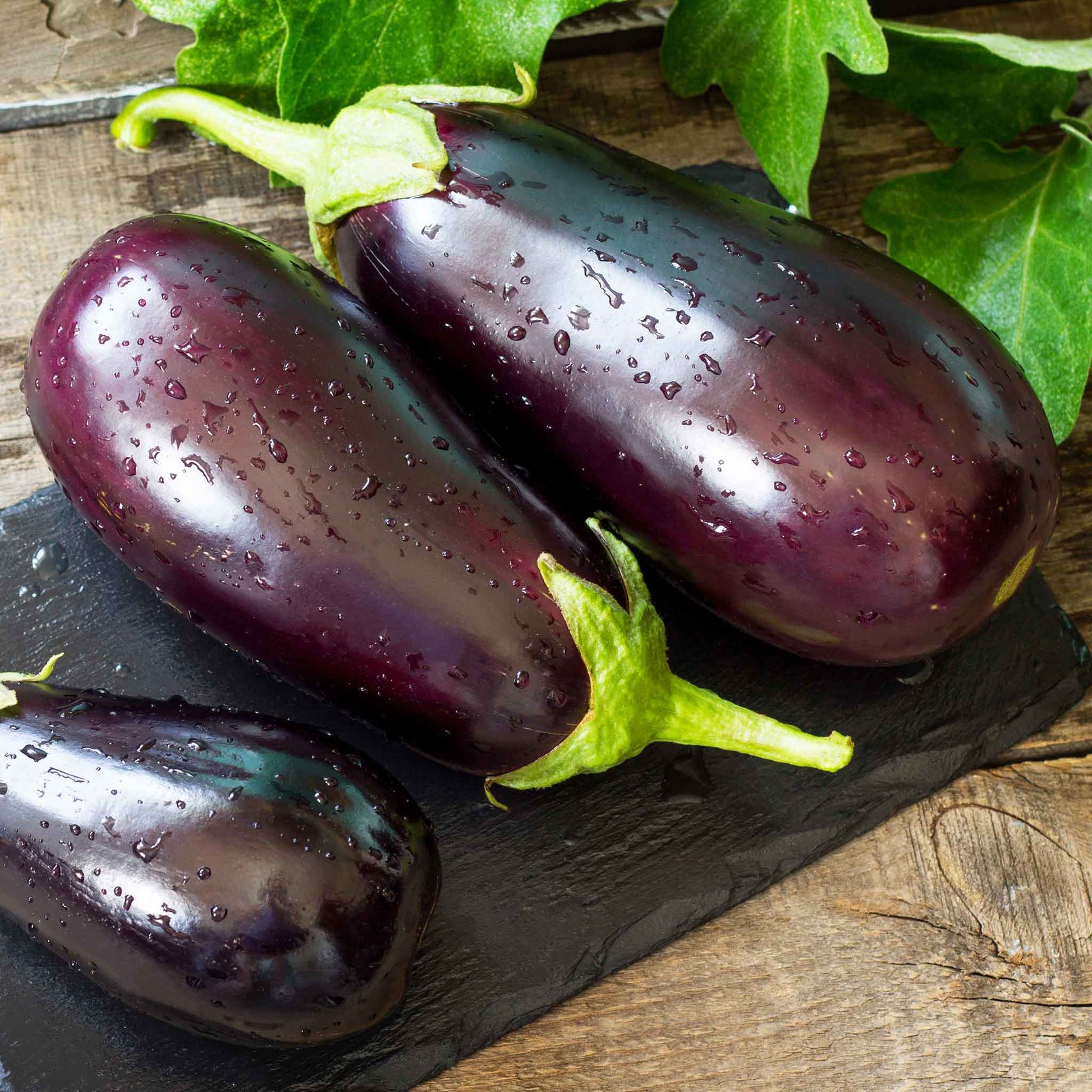 egg plant seeds Bulk Eggplant Seeds (Organic) - Black Beauty