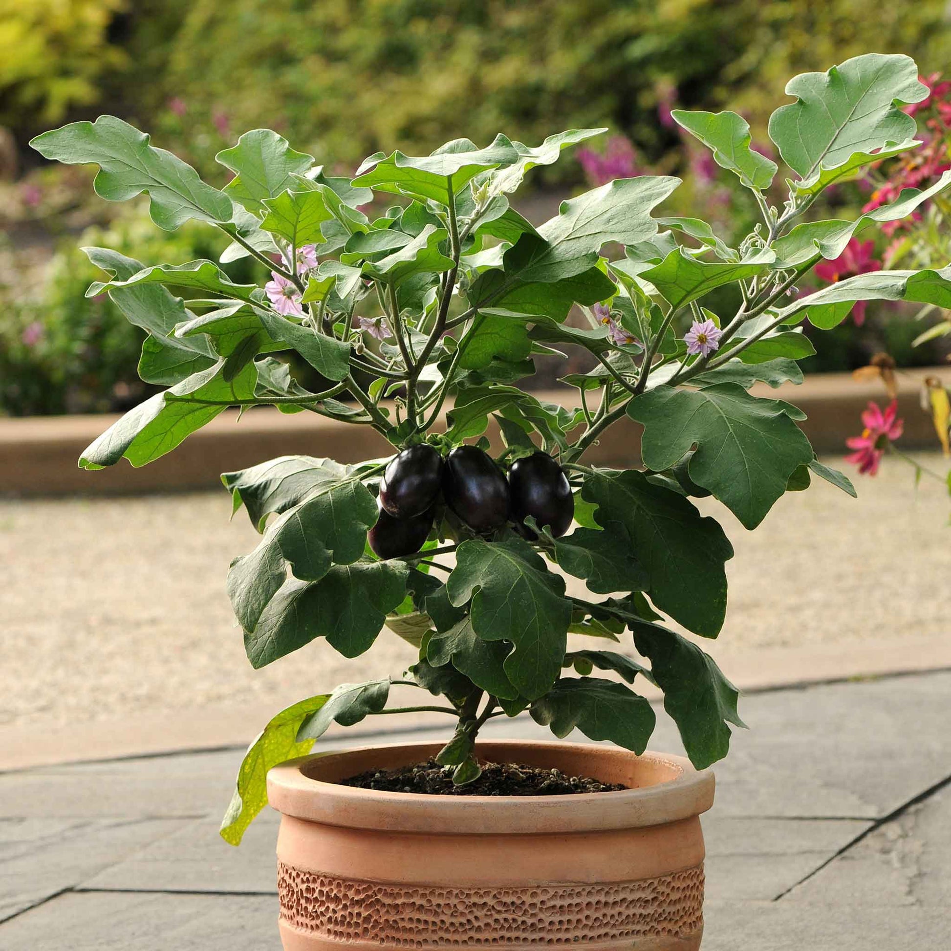 eggplant seeds for planting Bulk Eggplant Seeds - Patio Baby