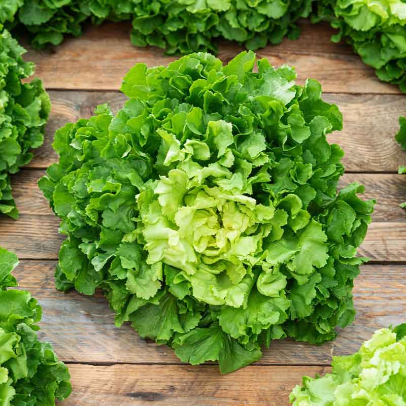 Keystone Endive Bulk Endive (Escarole) Seeds - Broadleaf Batavian | Bulk Seed Store