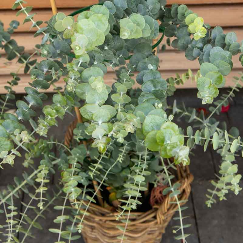 eucalyptus plant seeds for sale Bulk Eucalyptus Seeds - Baby Blue Bouquet