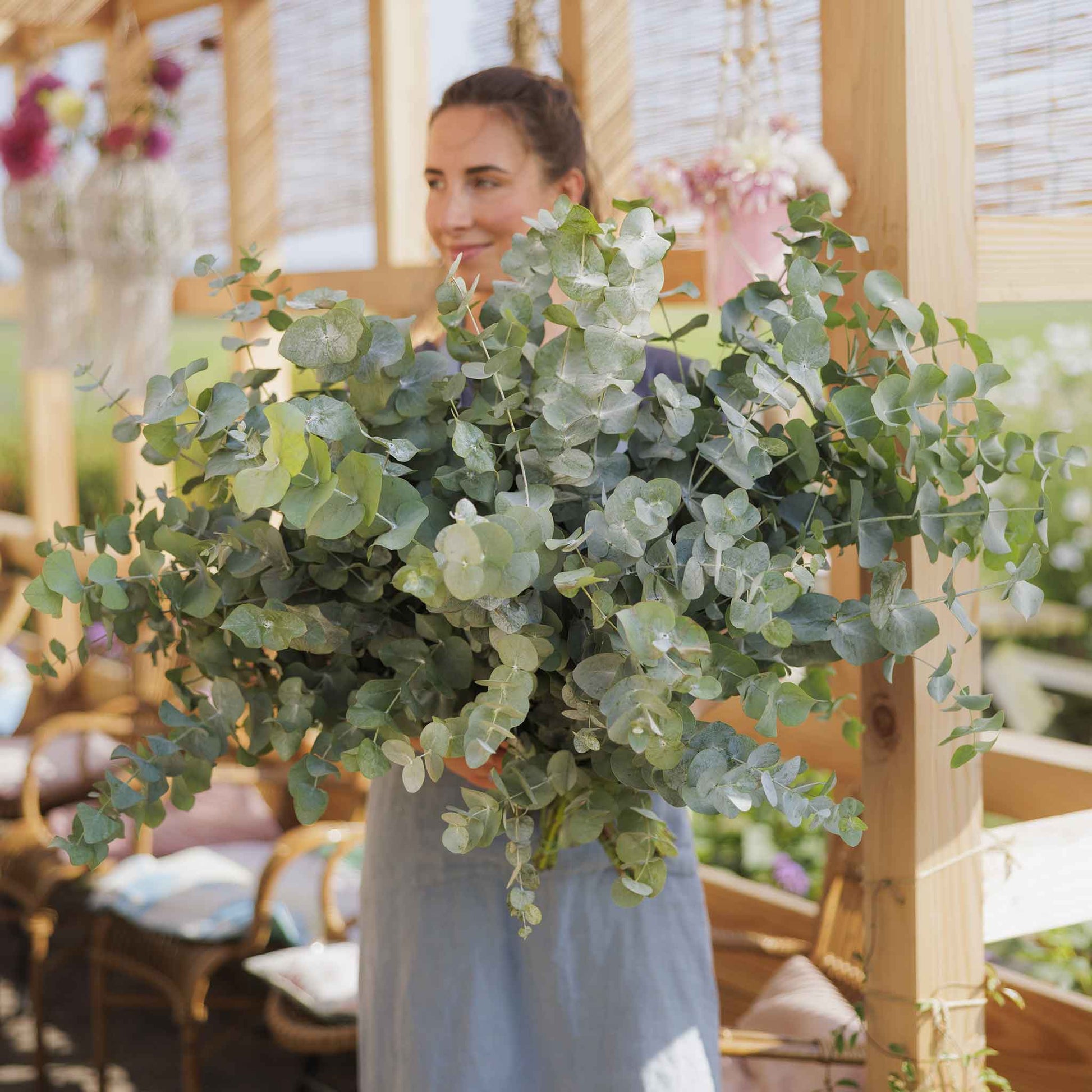 where to buy seeded eucalyptus plants Eucalyptus Seeds - Silver Dollar | Flower Seeds in Packets & Bulk