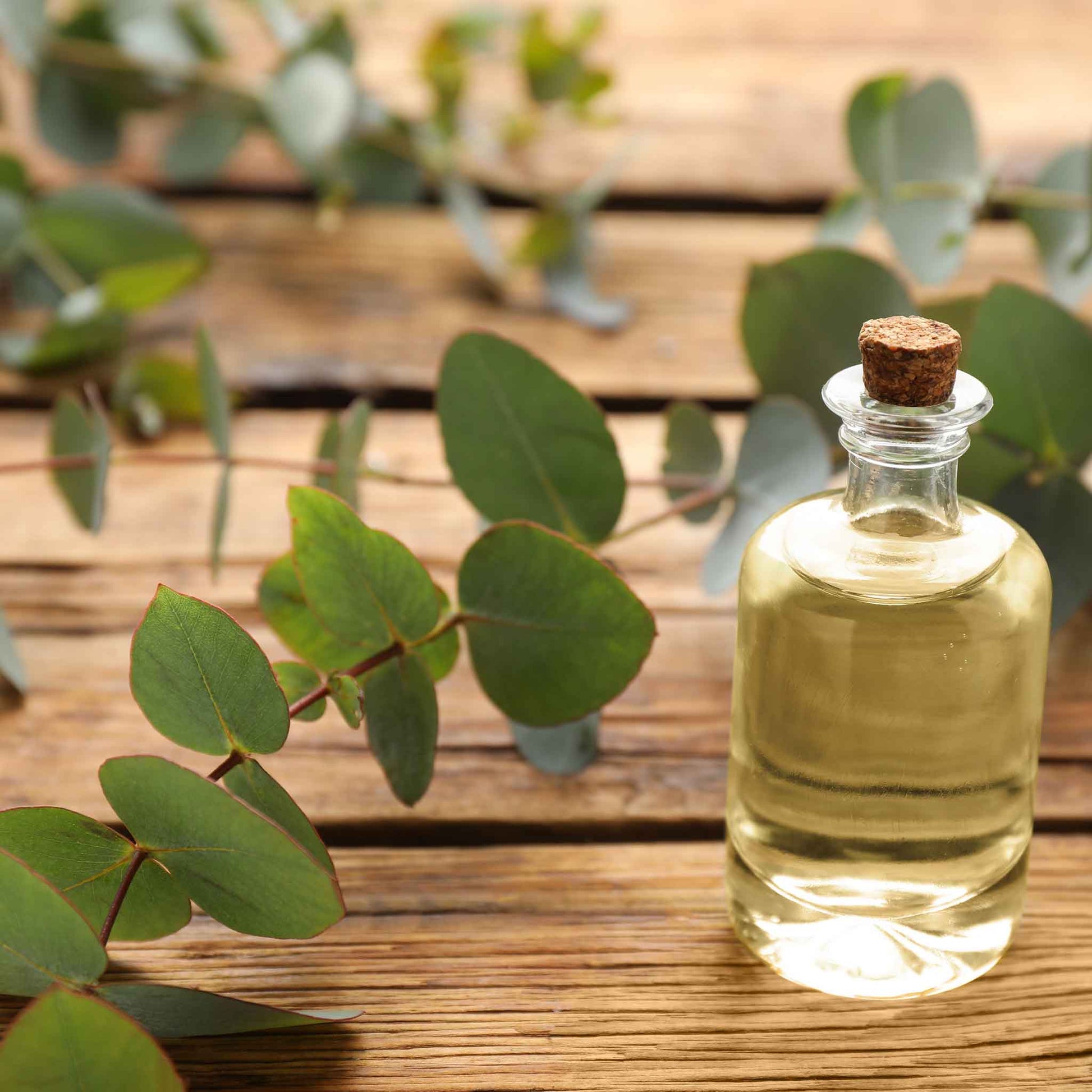 eucalyptus plant seeds Eucalyptus Seeds - Silver Dollar | Flower Seeds in Packets & Bulk