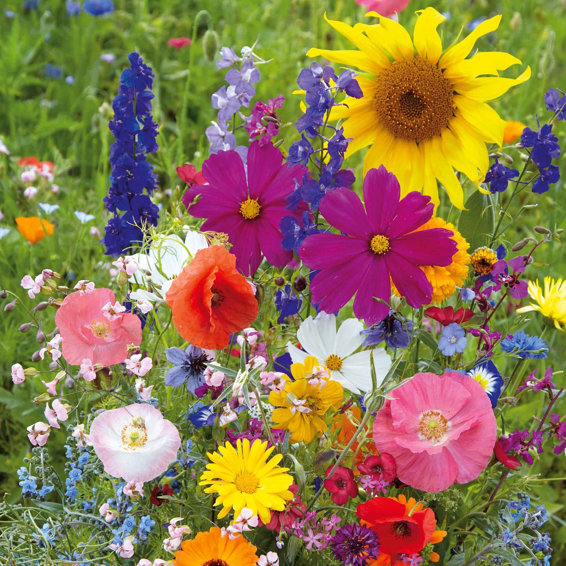 mixed flower seeds amazon Bulk Fairytale Flower Seed Mix