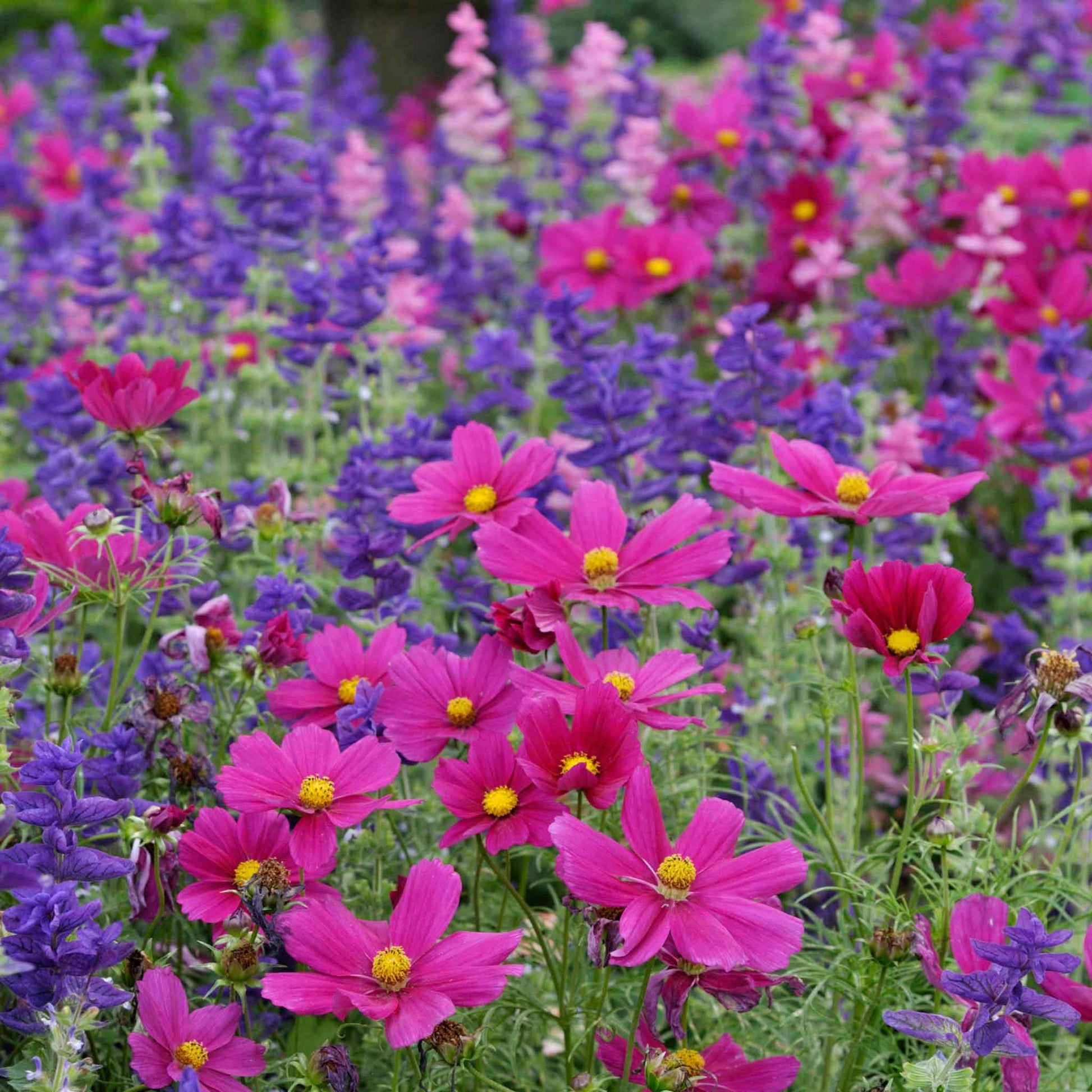 garden seeds in bulk Bulk Farmhouse Garden Flower Seed Mix
