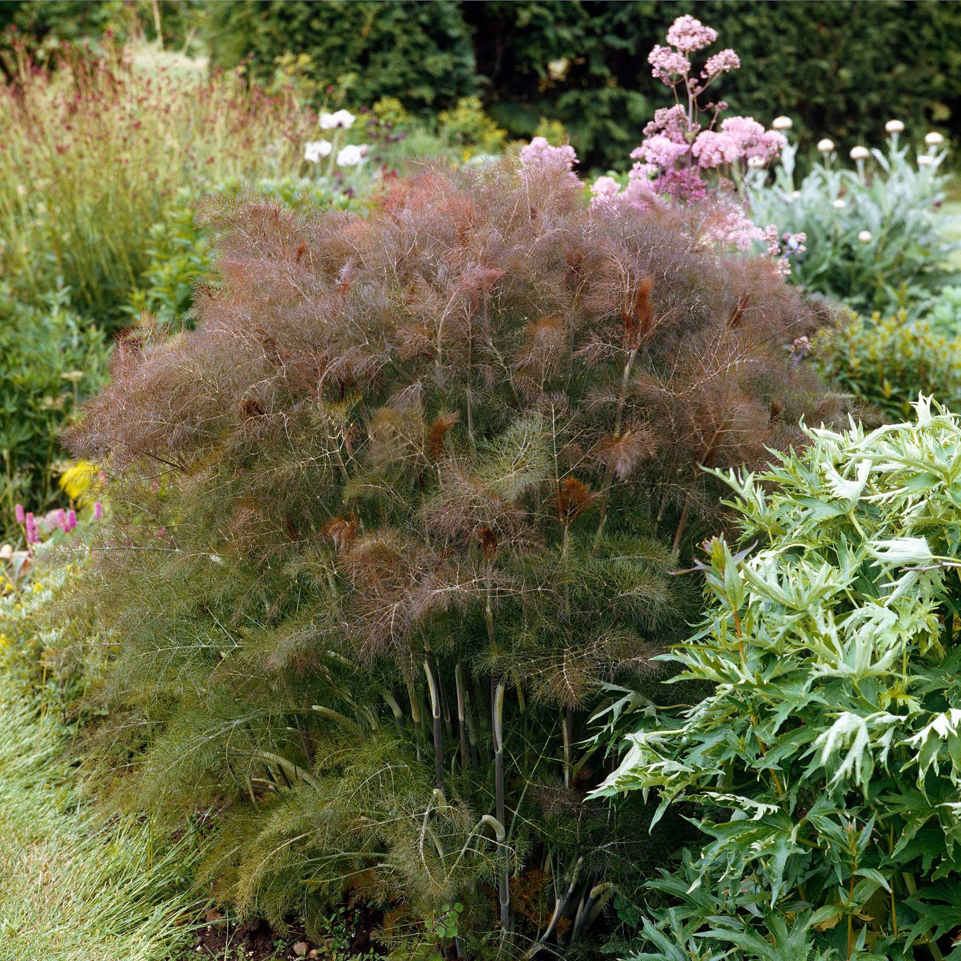 where to buy fennel seeds for planting Fennel Seeds - Smokey Bronze | Herb Seeds in Packets & Bulk