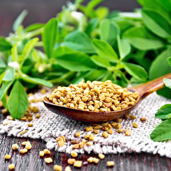 plant methi seeds Bulk Fenugreek Seeds