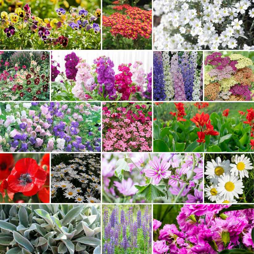 Bulk First Year Flowering Perennial Wildflower Seed Mix Bulk Seed Store