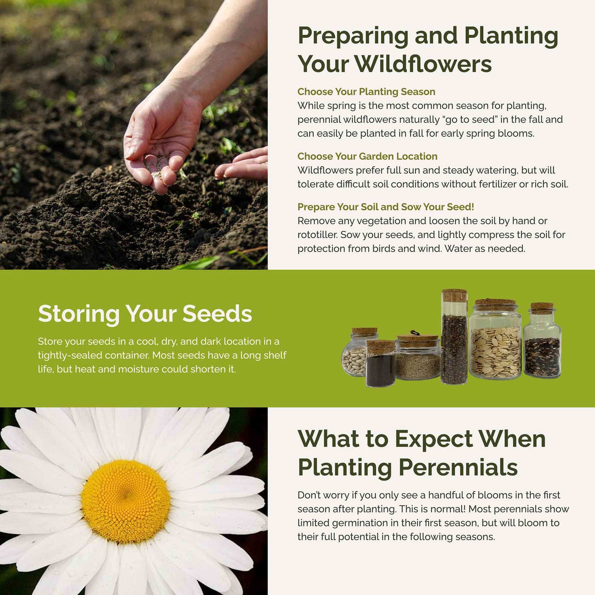planting perennial seeds in fall Bulk First Year Flowering Perennial Wildflower Seed Mix – Bulk Seed Store