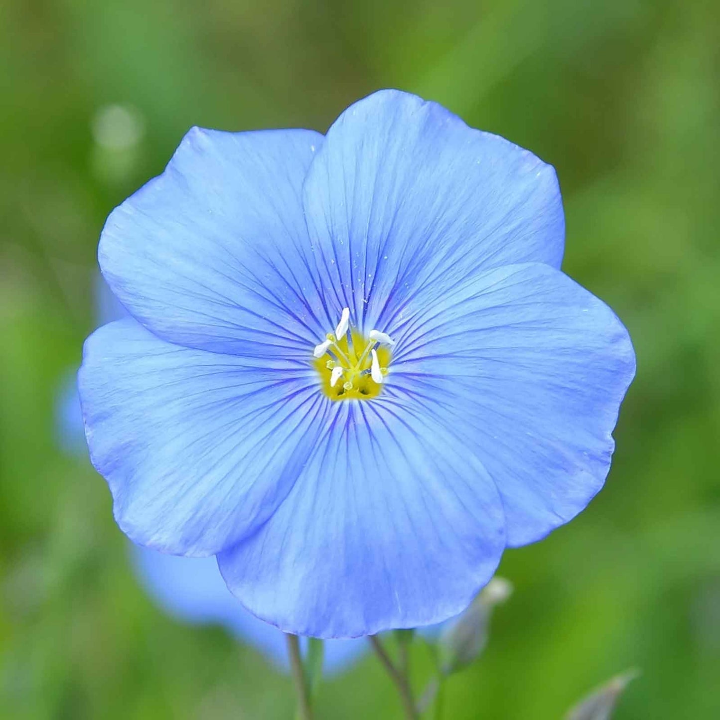 blue flax flower seeds Bulk Annual Blue Flax Seeds