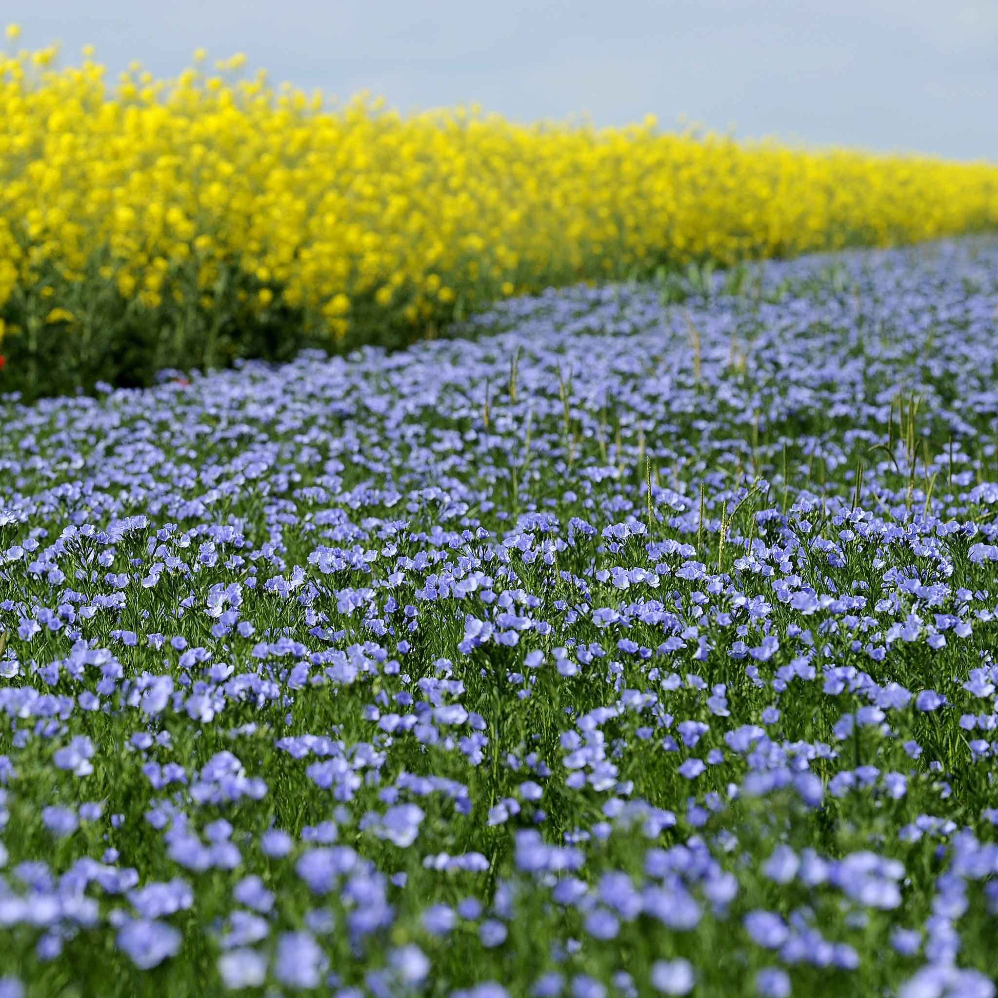 images of flax seeds plant Bulk Annual Blue Flax Seeds