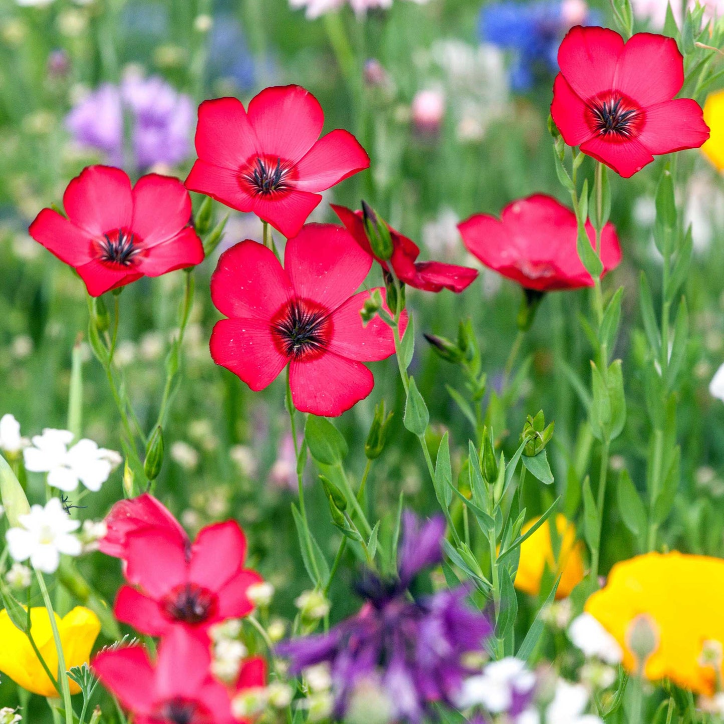 bulk flax seed for planting Bulk Scarlet Flax Seeds