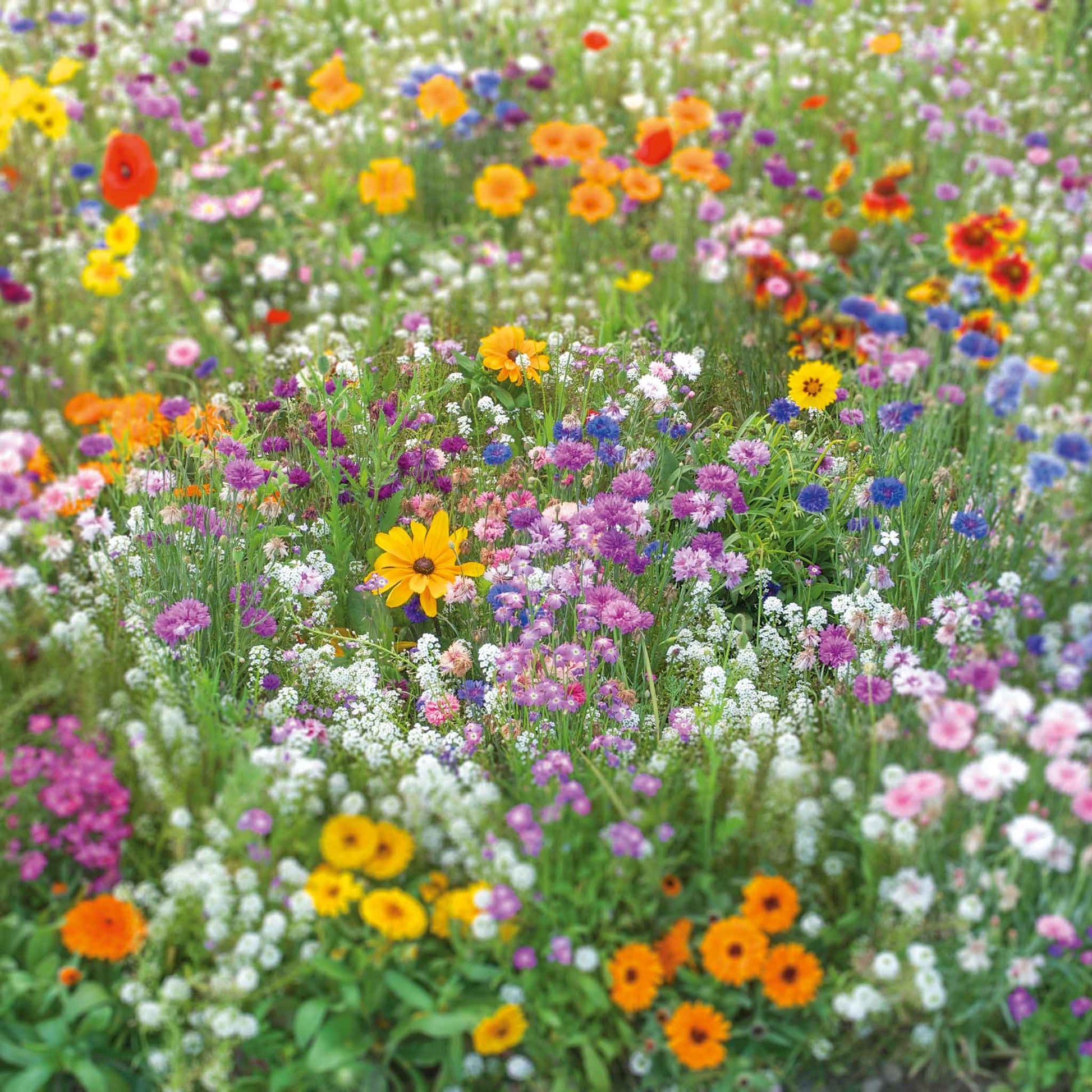 wild flower seed bulk Bulk Flowery Fields Forever Flower Seed Mix