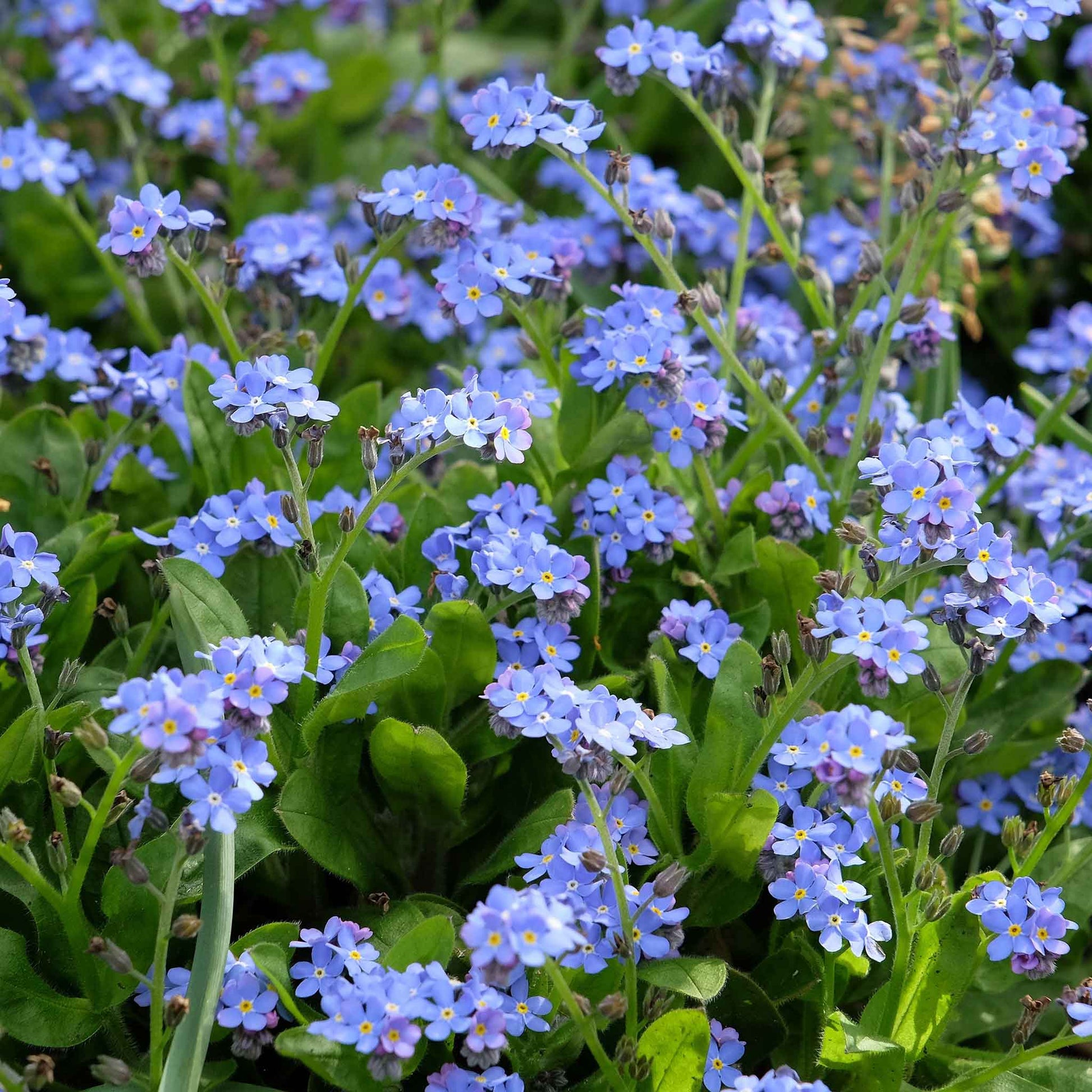 forget me not flower seeds bulk Bulk Forget Me Not Seeds - Blue