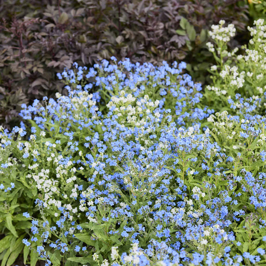 Field of blue and white chinese forget me not chill out flowers with green foliage