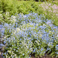 Field of blue and white chinese forget me not chill out flowers with green foliage