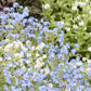 Field of blue and white chinese forget me not chill out flowers with green foliage