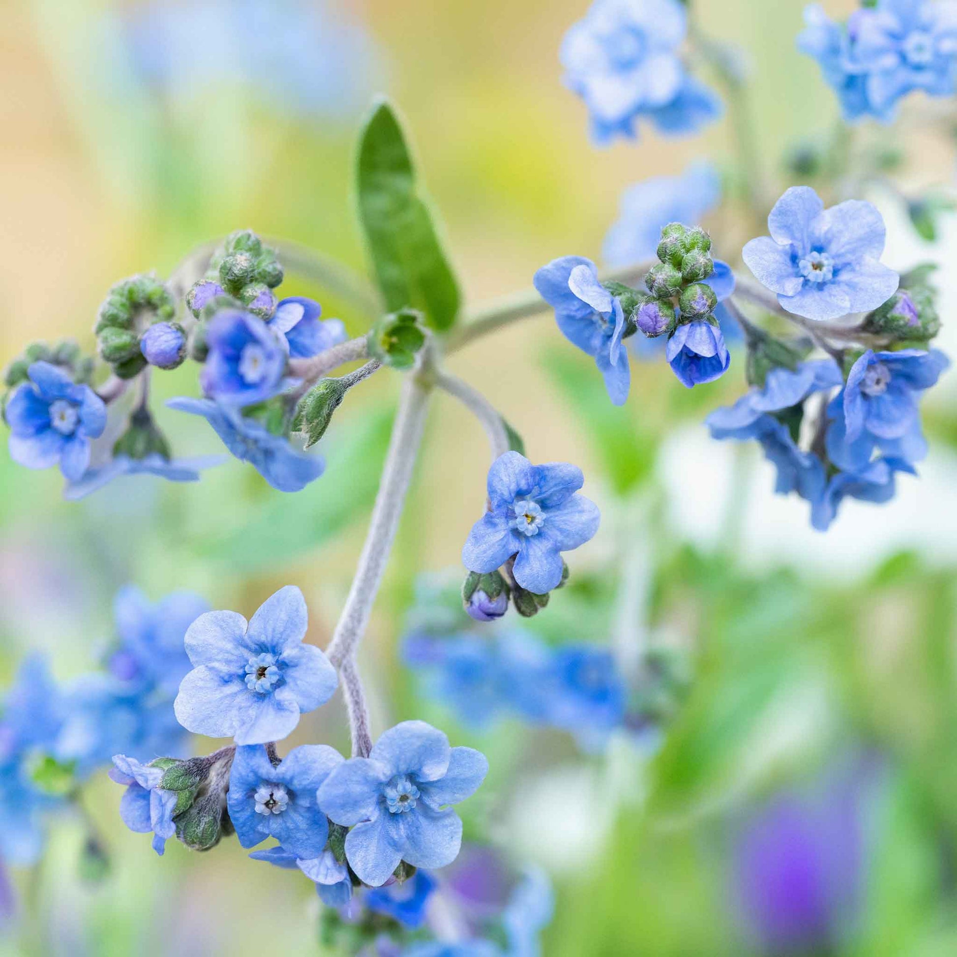 forget me not plant seeds Bulk Chinese Forget Me Not Seeds
