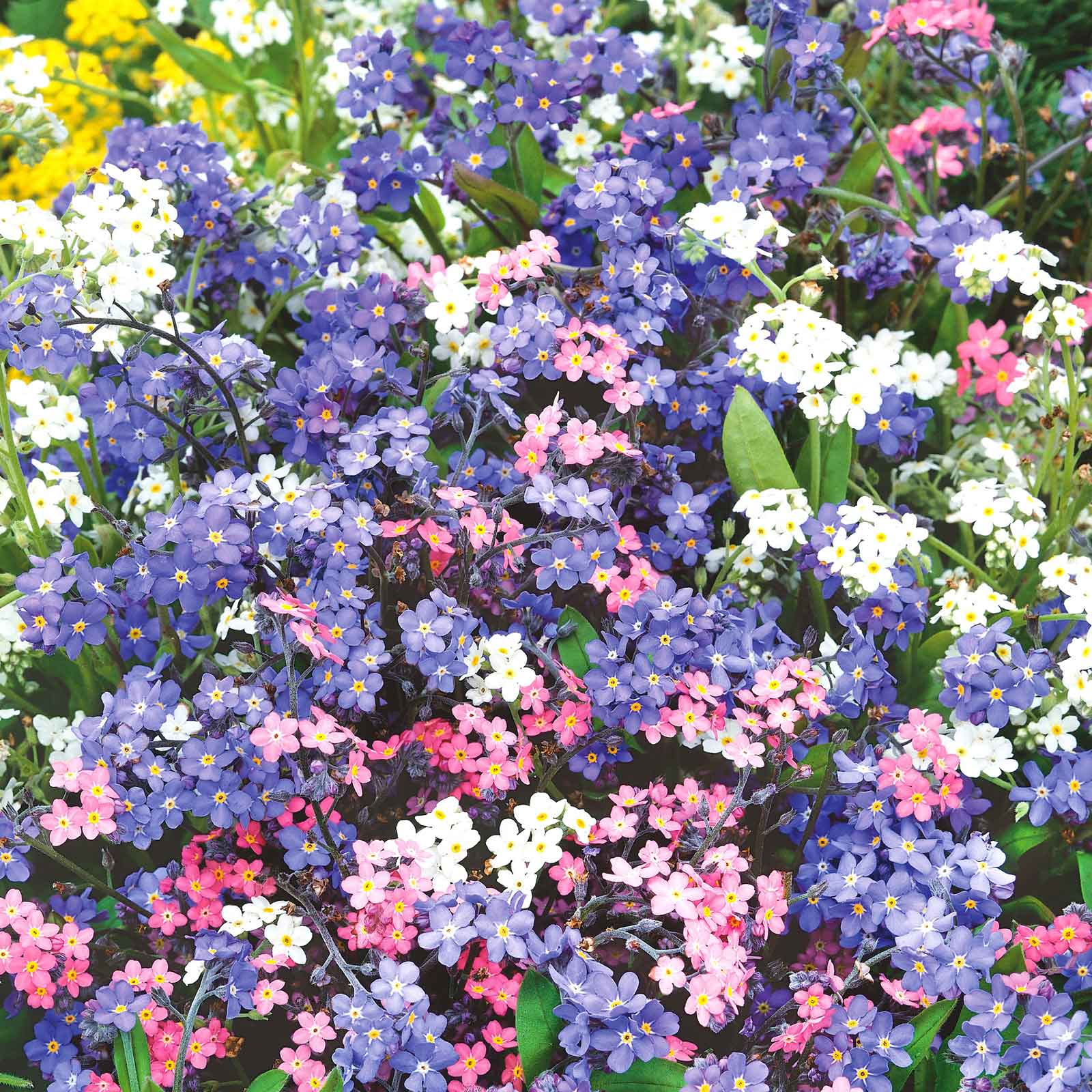 forget me not flower seeds for sale Bulk Forget Me Not Seeds - Mixed Colors