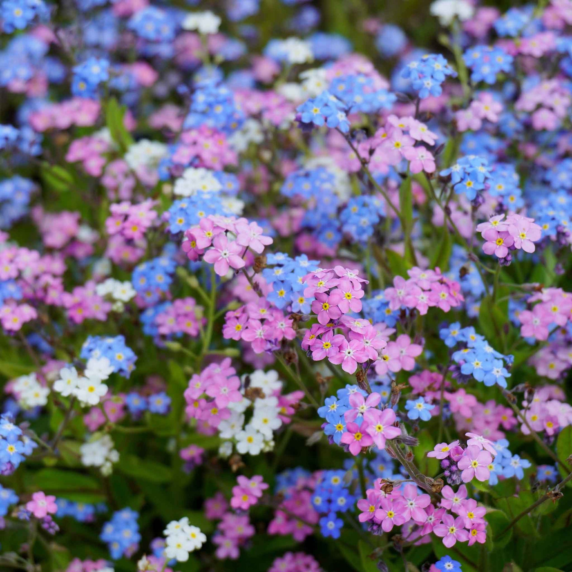 forget me not flower seeds for sale Bulk Forget Me Not Seeds - Mixed Colors