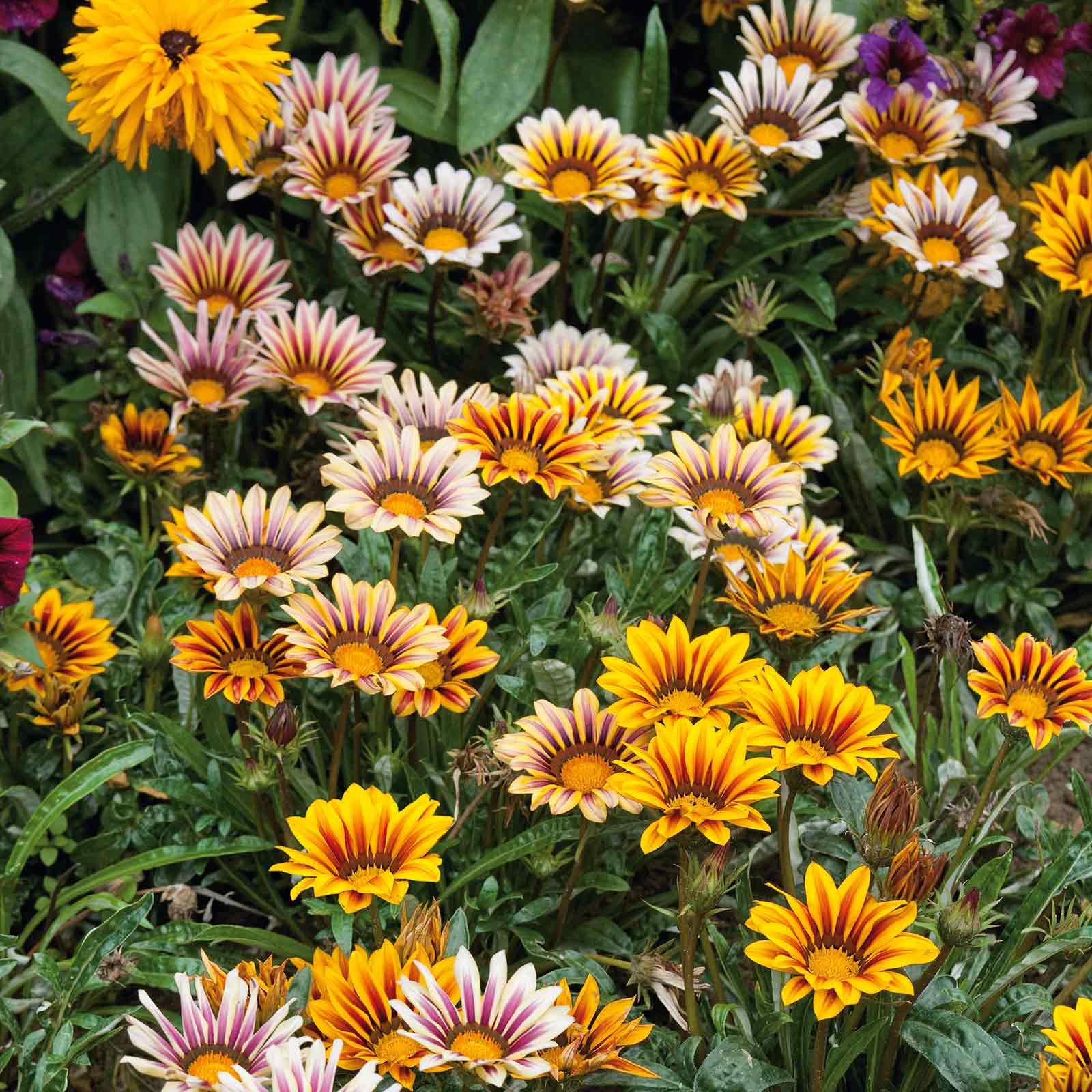 gazania plant seeds Gazania Seeds - Sunshine Mix | Flower Seeds