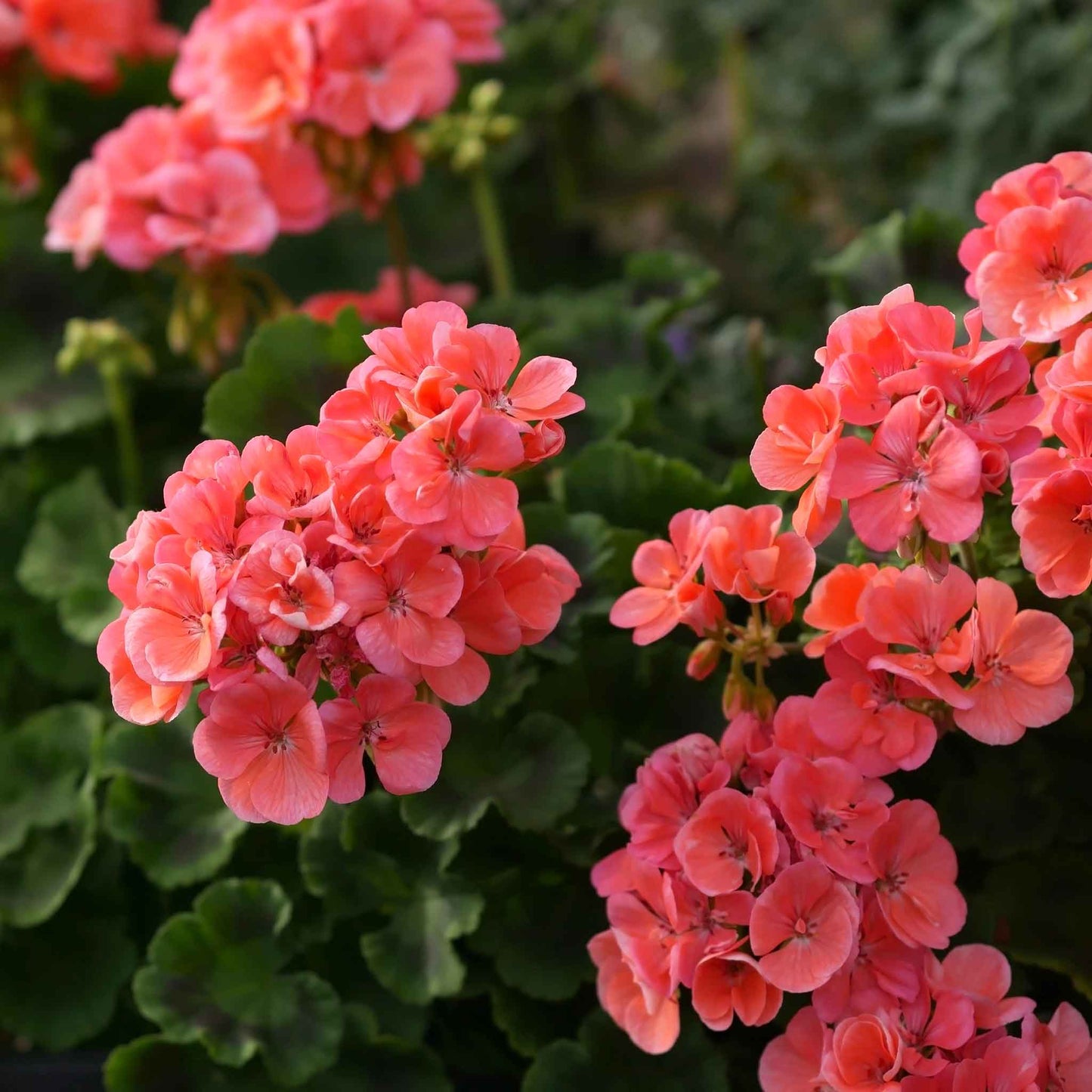 geranium horizon deep salmon