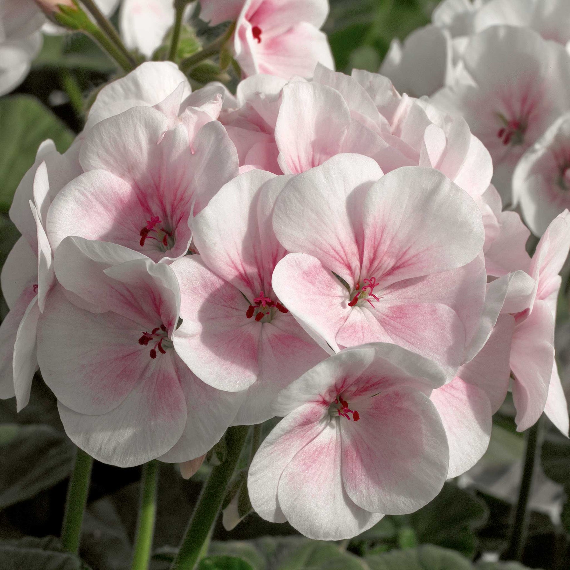 geranium anne thomson seeds Geranium Seeds - Maverick Appleblossom | Flower Seeds in Packets & Bulk