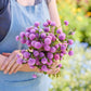 Person holding a bouquet of gomphrena lavender lady flowers in a garden setting