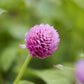Close up of a single gomphrena lavender lady with a blurred green background