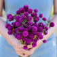 Person holding a bouquet of gomphrena purple flowers in a garden setting